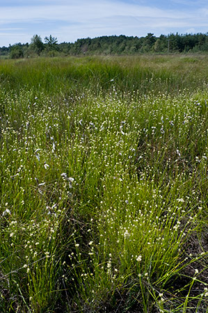 Beak-sedge_White_LP0216_21_Thursley