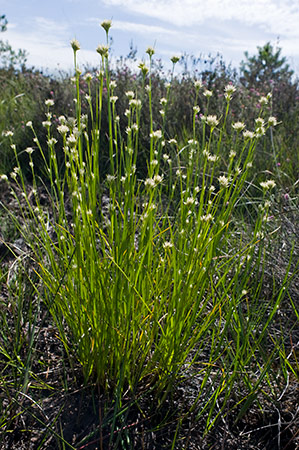 Beak-sedge_White_LP0216_23_Thursley