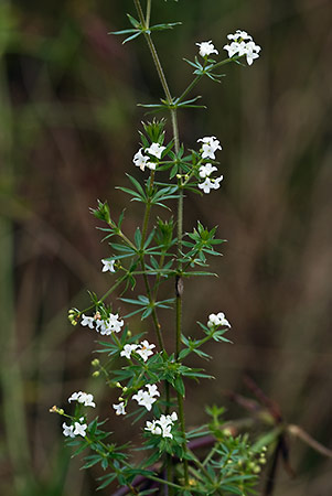 Bedstraw_Fen_LP0184_56_Shalford