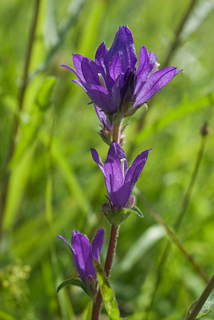 Bellflower_Clustered_LP0017_02_Box_Hill