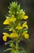 Bartsia_Yellow_LP0212_04_Andrews_Wood