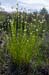 Beak-sedge_White_LP0216_23_Thursley