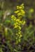 Bedstraw_Ladys_LP0070_15_Headley_Heath