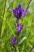 Bellflower_Clustered_LP0017_02_Box_Hill