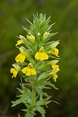 Bartsia_Yellow_LP0059_18_Andrews_Wood