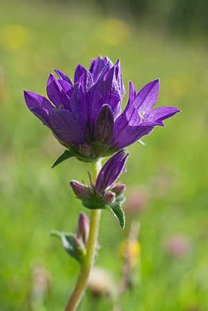 Bellflower_Clustered_LP0017_03_Box_Hill