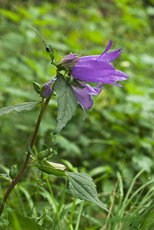 Bellflower_Nettle-leaved_LP0027_09_Box_Hill