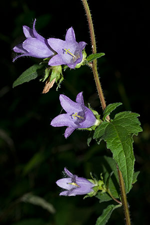 Bellflower_Nettle-leaved_LP0070_34_Headley_Heath