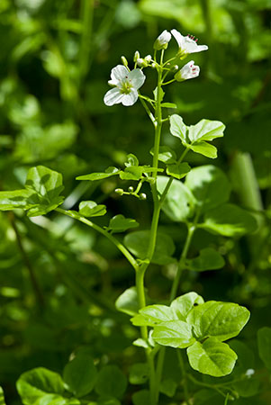 Bittercress_Large_LP0123_21_St_Martha