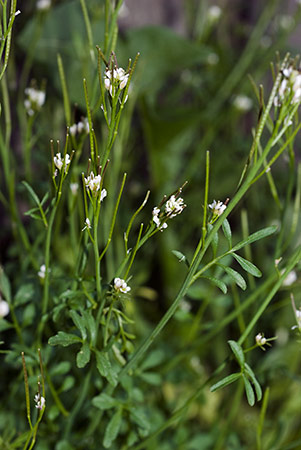 Bitter-cress_Hairy_LP0192_08_Purley