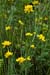 Birds-foot-trefoil_Greater_LP0156_39_Andrews_Wood