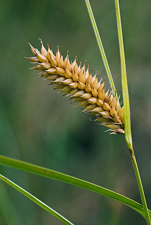 Bladder-sedge_LP0152_64_Lingfield