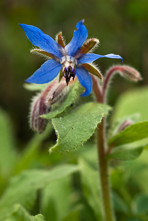 Borage_LP0224_81_Wisley