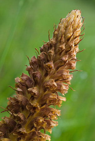 Broomrape_Knapweed_LP0005_49_Howell_Hill