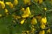 Broom_LP0130_23_Peaslake