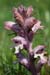 Broomrape_Bedstraw_LP0008_18_Sandwich