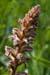 Broomrape_Common_LP0005_24_Howell_Hill