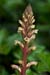 Broomrape_Ivy_LP0143_02_Sutton