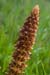 Broomrape_Knapweed_LP0005_50_Howell_Hill