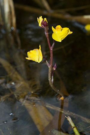 Bladderwort_Common_LP0073_13_Wicken_Fen_crop