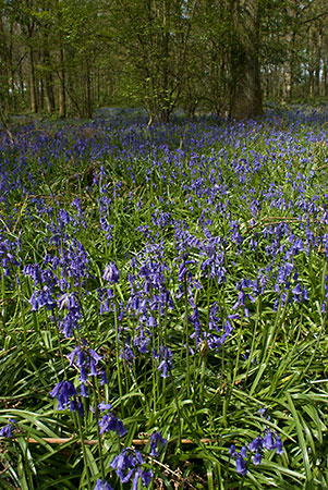 Bluebells_LP0036_15_Harewoods