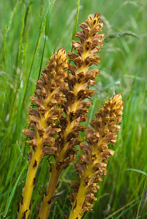 Broomrape_Knapweed_LP0005_38_Howell_Hill