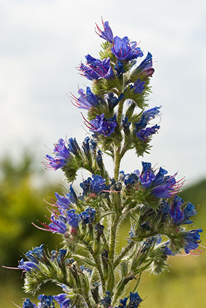 Bugloss_Vipers_LP0068_59_Headley_Heath