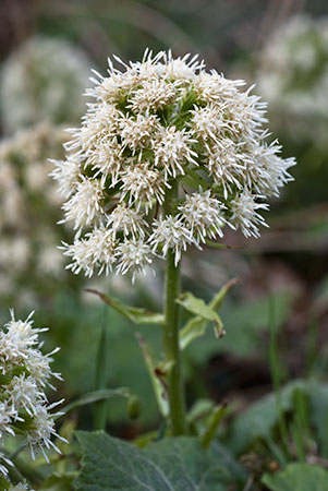 Butterbur_White_LP0099_03_Leith_Hill