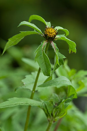 Bur-marigold_Trifid_LP0170_01_Waddon