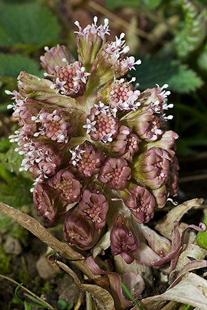 Butterbur_LP0094_08_Box_Hill