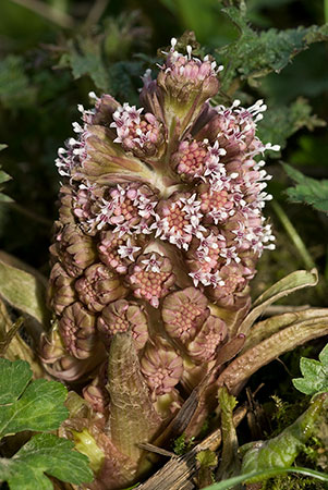 Butterbur_LP0094_09_Box_Hill