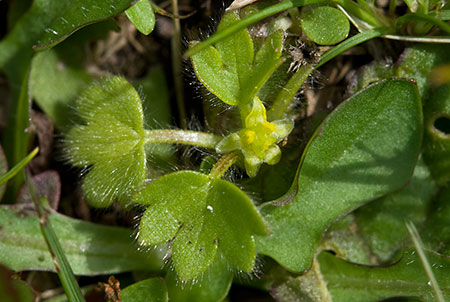 Buttercup_Small-flowered_LP0122_18_Witley_Common