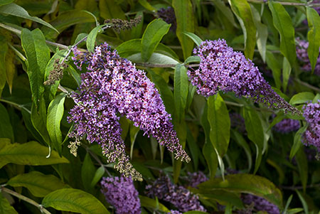 Butterfly-bush_LP0064_03_Howell_Hill