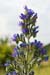 Bugloss_Vipers_LP0068_59_Headley_Heath