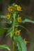 Bur-marigold_Nodding_LP0184_15_Shalford