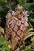 Butterbur_LP0094_09_Box_Hill