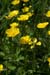 Buttercup_Creeping_LP0043_02_Loder_Valley