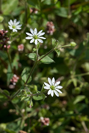 Chickweed_Water_LP0079_10_Thundry