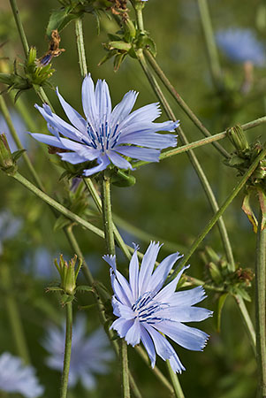 Chicory_LP0021_18_Coulsdon