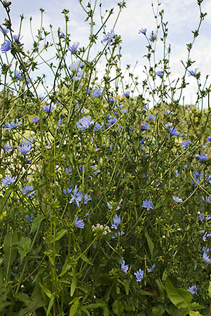 Chicory_LP0021_29_Coulsdon