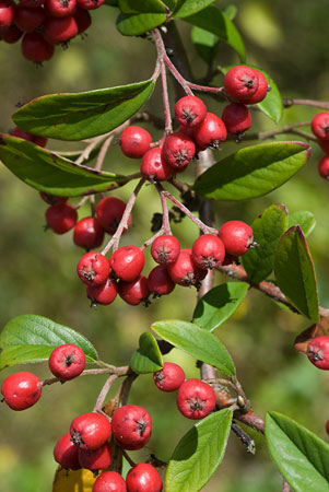 Cotoneaster_LP0025_04_Howell_Hill