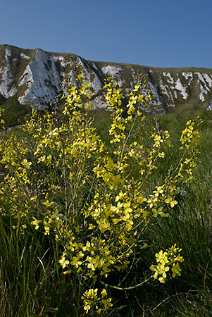 Cabbage_Wild_LP0040_42_Samphire_Hoe