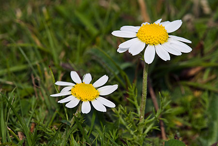 Chamomile_LP0168_32_Dunsfold_Common