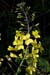Cabbage_Wild_LP0040_30_Samphire_Hoe