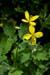 Celandine_Greater_LP0037_12_Godstone