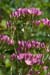 Centaury_Common_LP0011_01_Woldingham