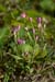 Centaury_Lesser_LP0175_04_Wotton