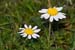 Chamomile_LP0168_32_Dunsfold_Common