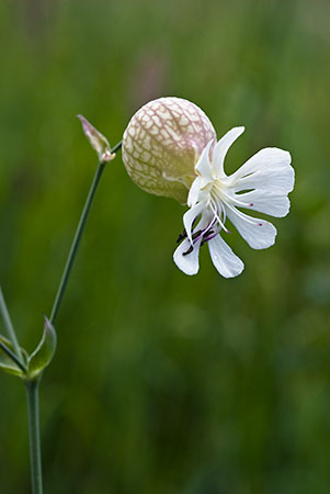 Campion_Bladder_LP0148_18_Tatsfield