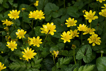 Celandine_Lesser_LP0111_13_Mogador